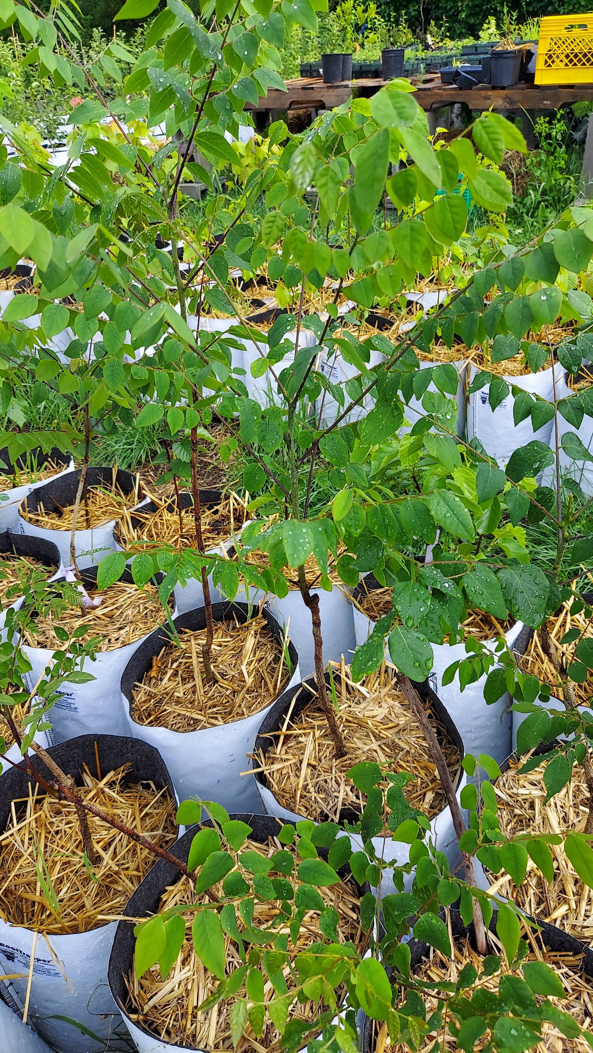 Kentucky coffee tree leaves from top view
