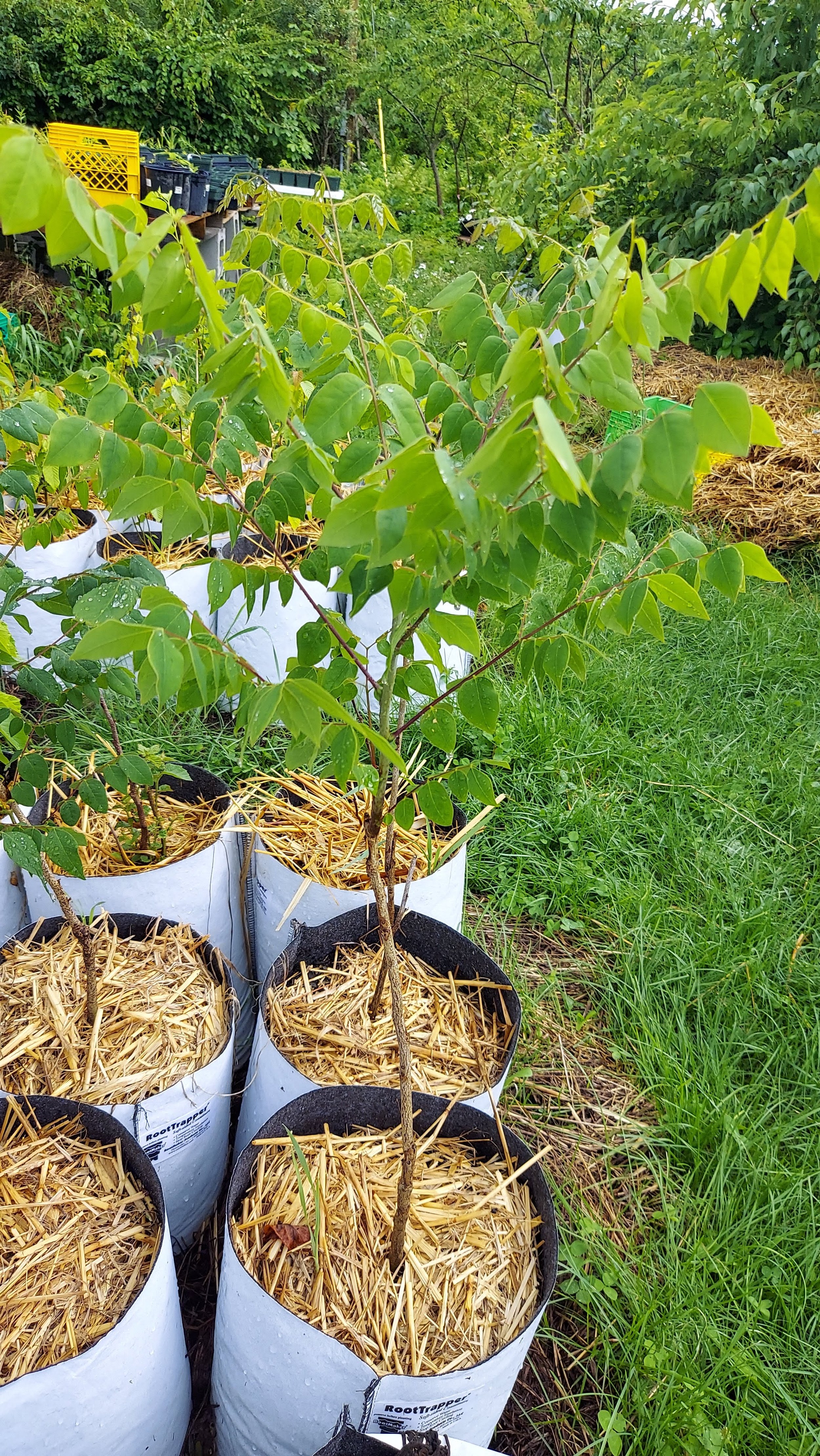 Kentucky coffee tree in 3-gallon container