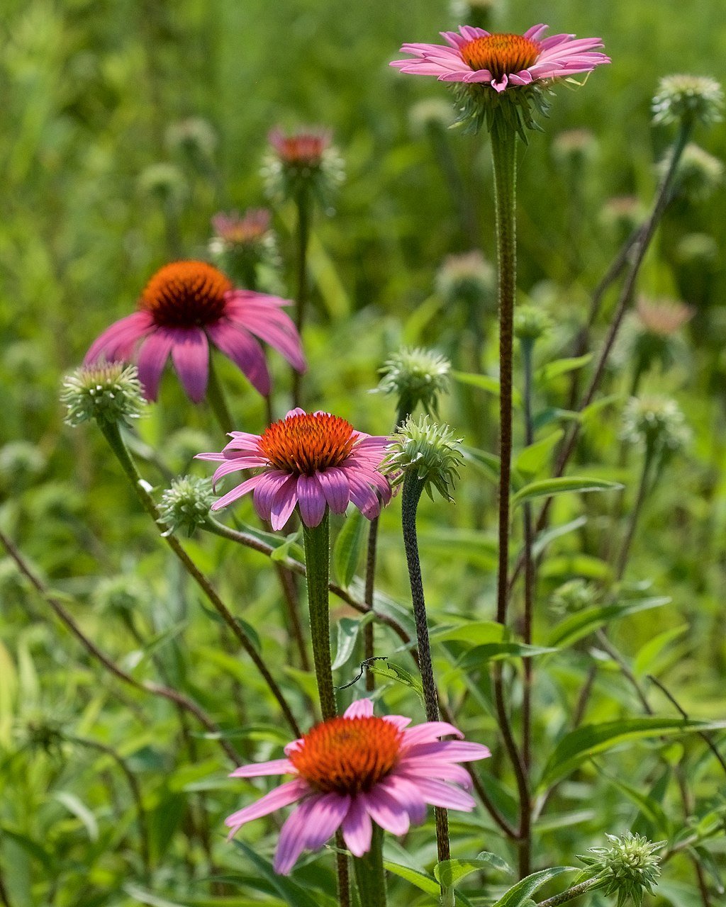 Echinacea purpurea: purple flowers in bloom