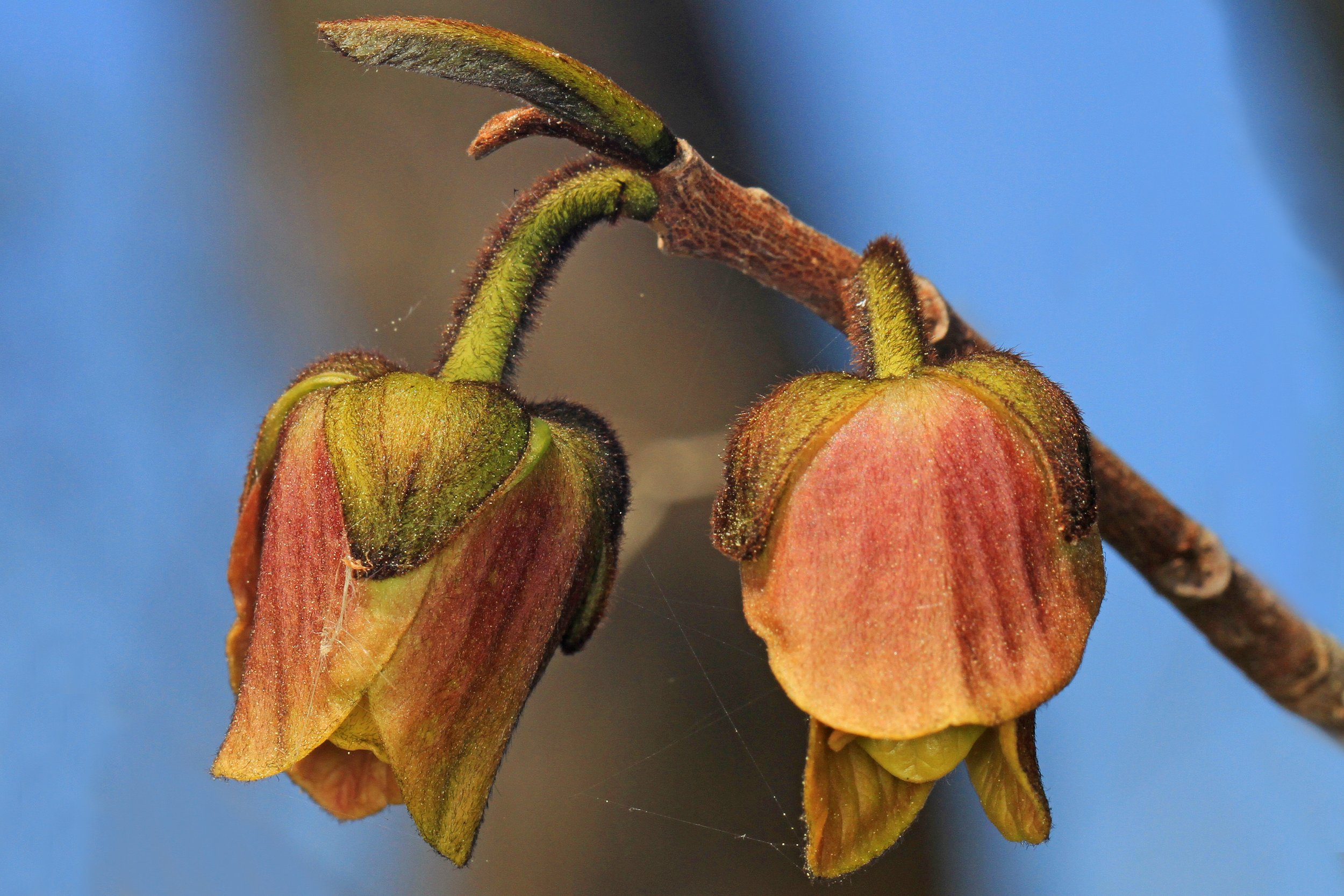 pawpaw flower.jpg