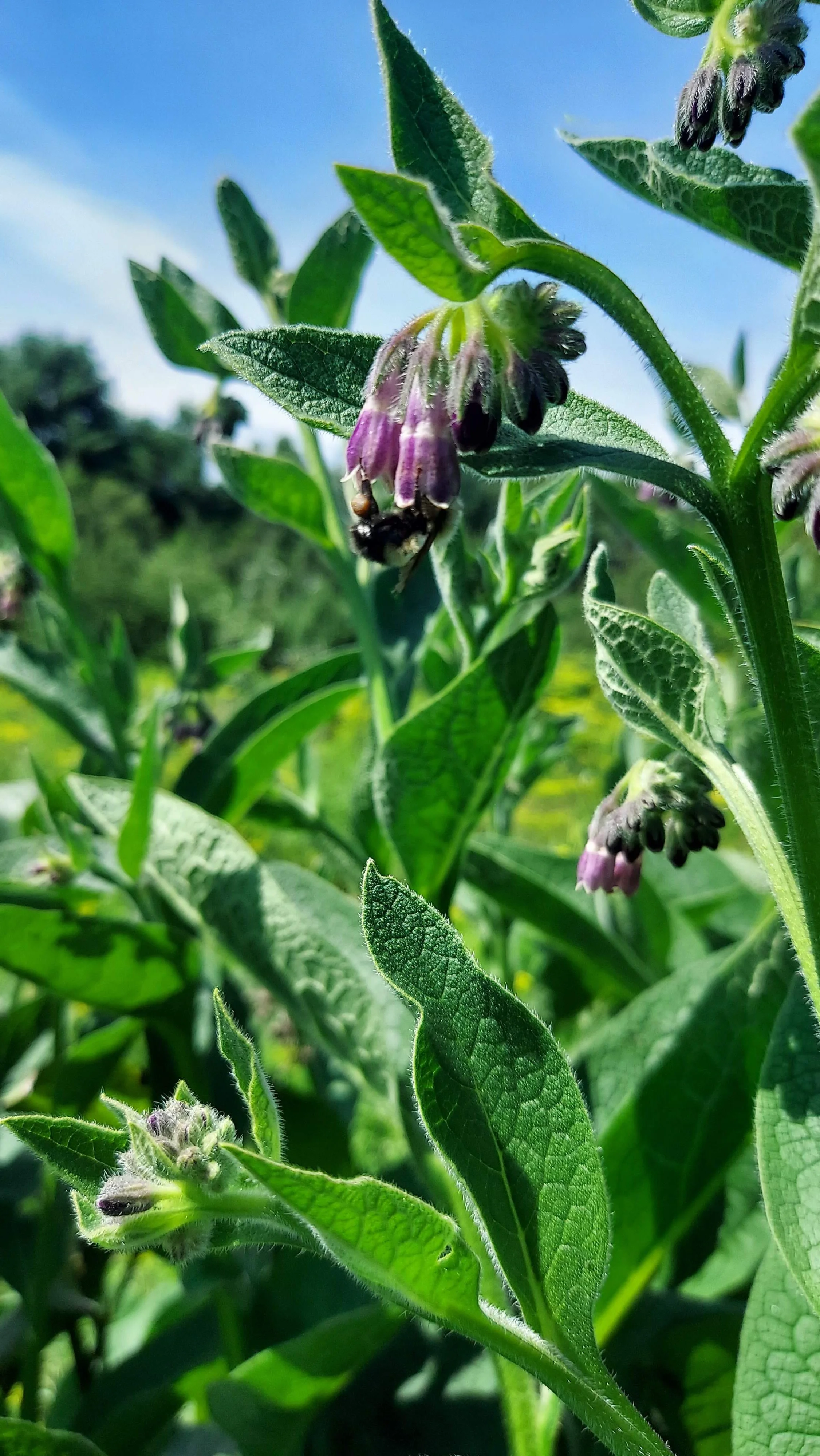 comfrey 1.jpg