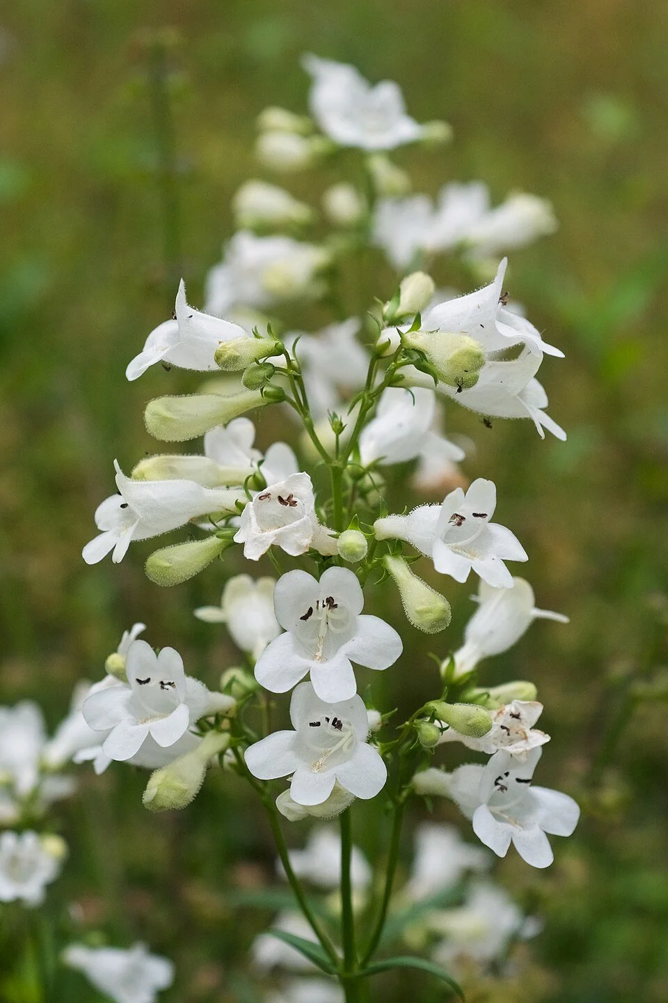 960px-Penstemon_digitalis.jpg