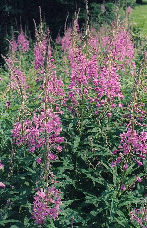 500px-Fireweed_(Rosebay_Willowherb)_(3746650705).jpg