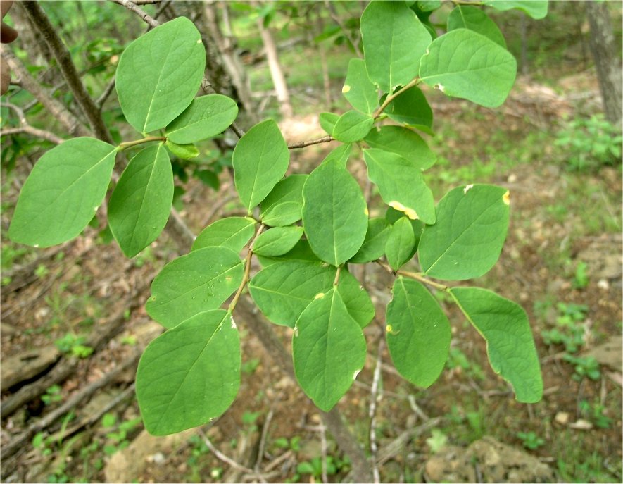 Dirca_palustris_rt2.jpg
