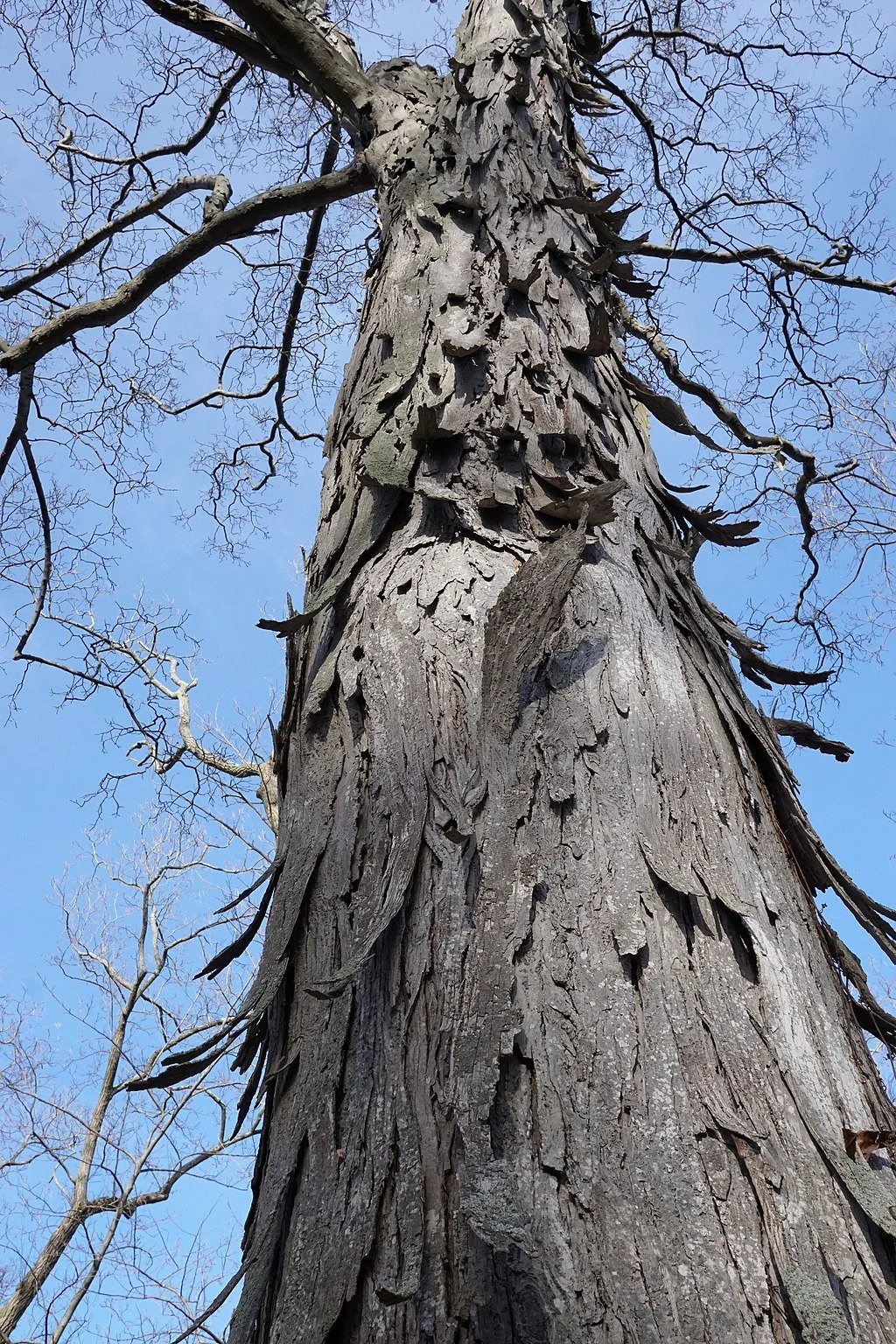 Shagbark Hickory | Carya ovata