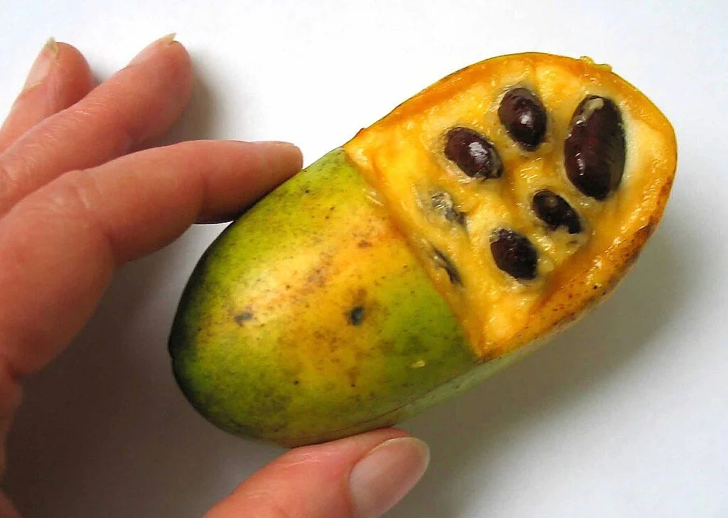 1024px-Fruit_of_pawpaw,_with_seeds_revealed.jpg