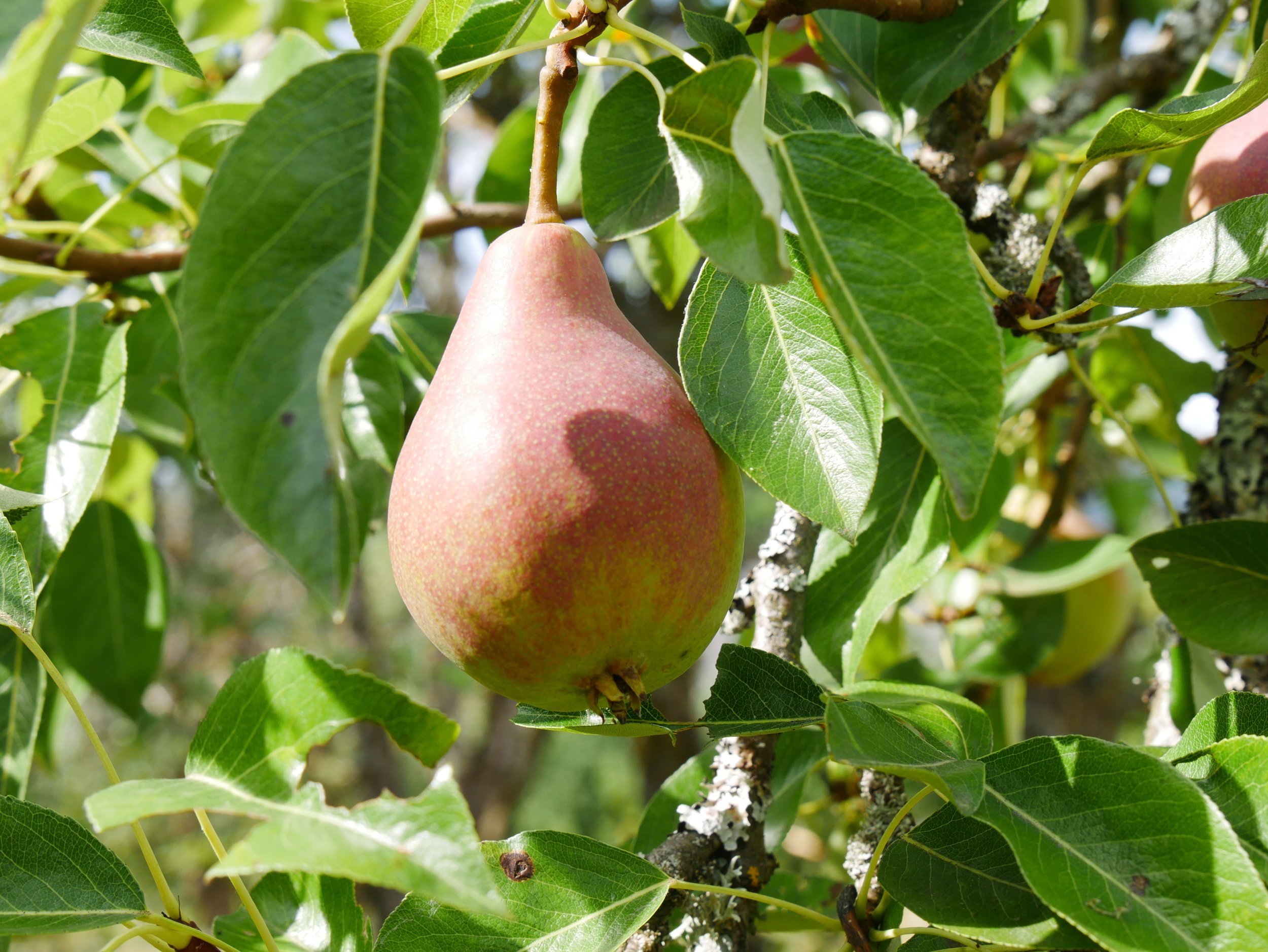 Clapp’s Favorite Pear Tree