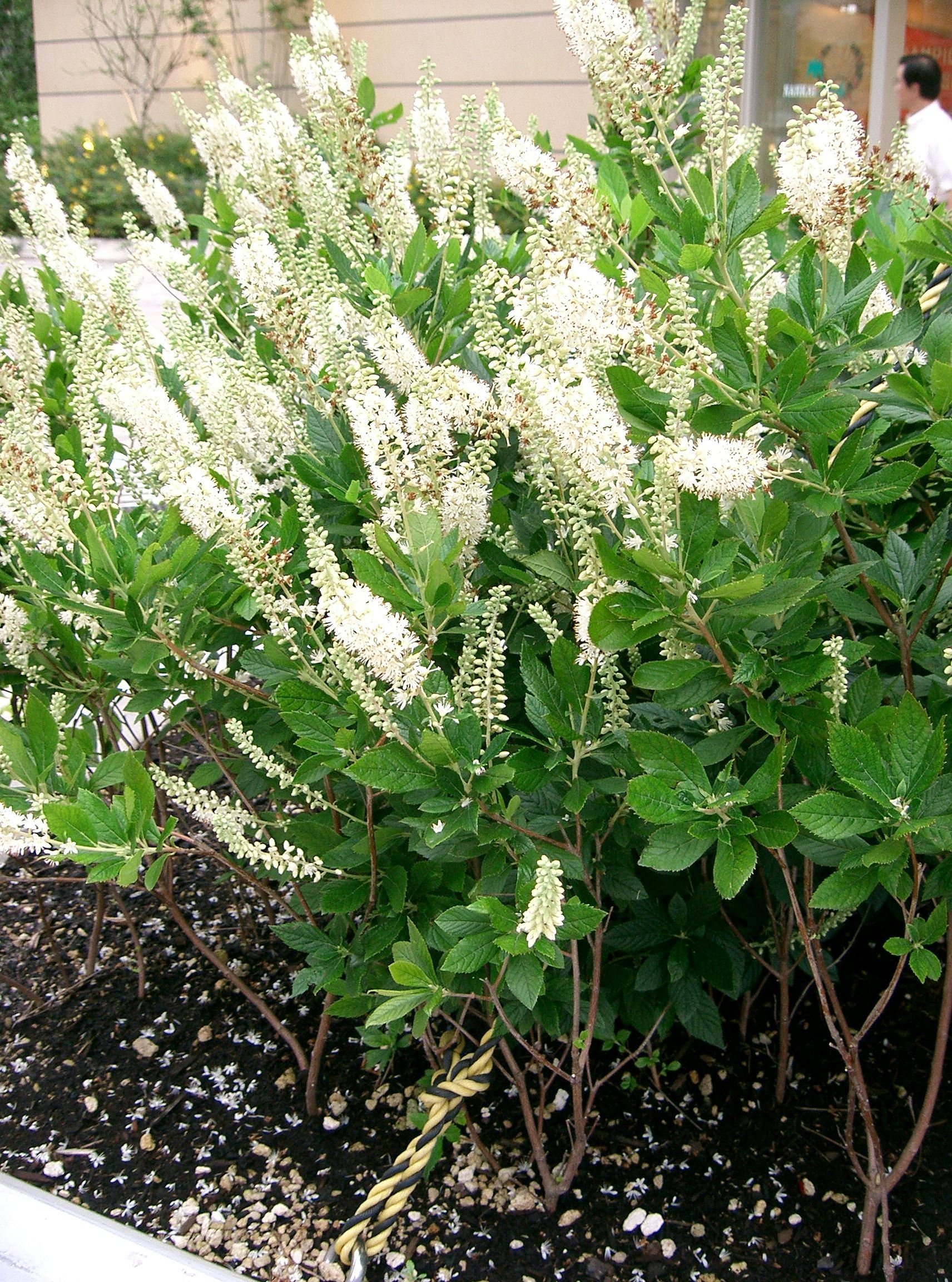 Clethra_alnifolia1.jpg