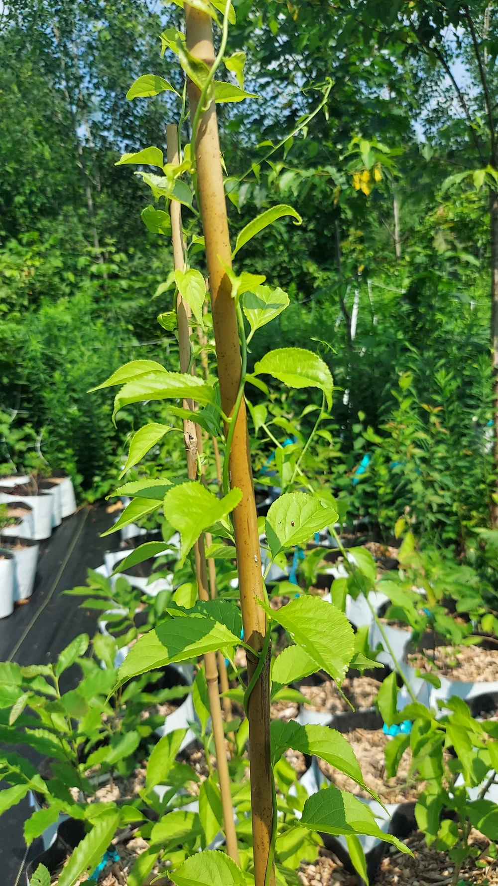 How To Grow Bittersweet Vine