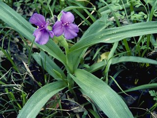 Ohio Spiderwort.jpeg
