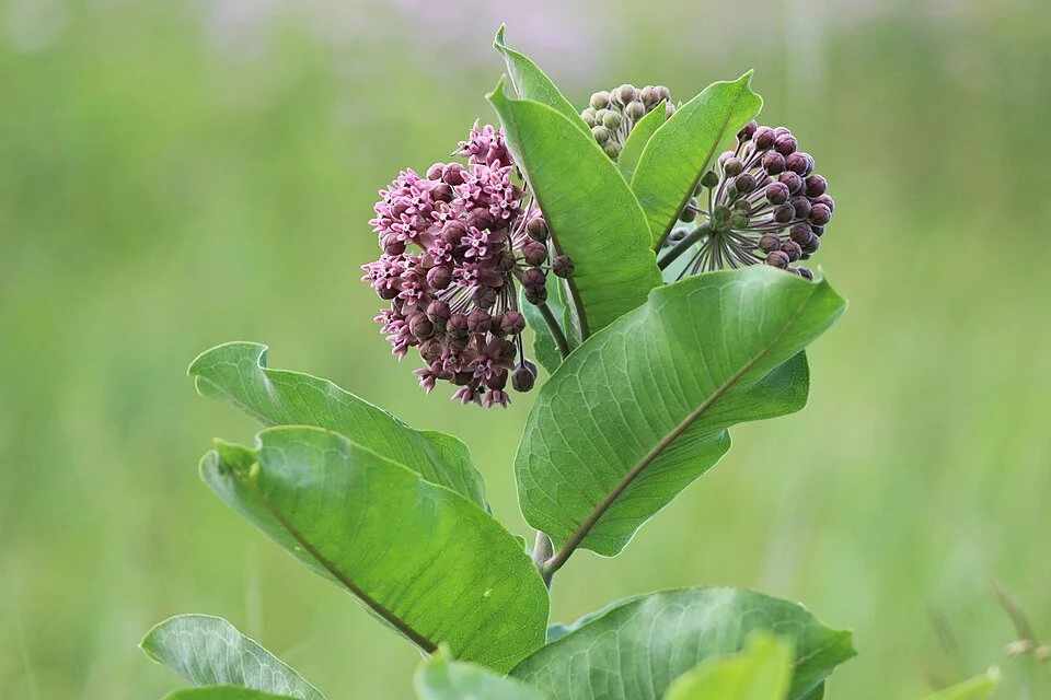 960px-Common_Milkweed_(35291885614).jpg