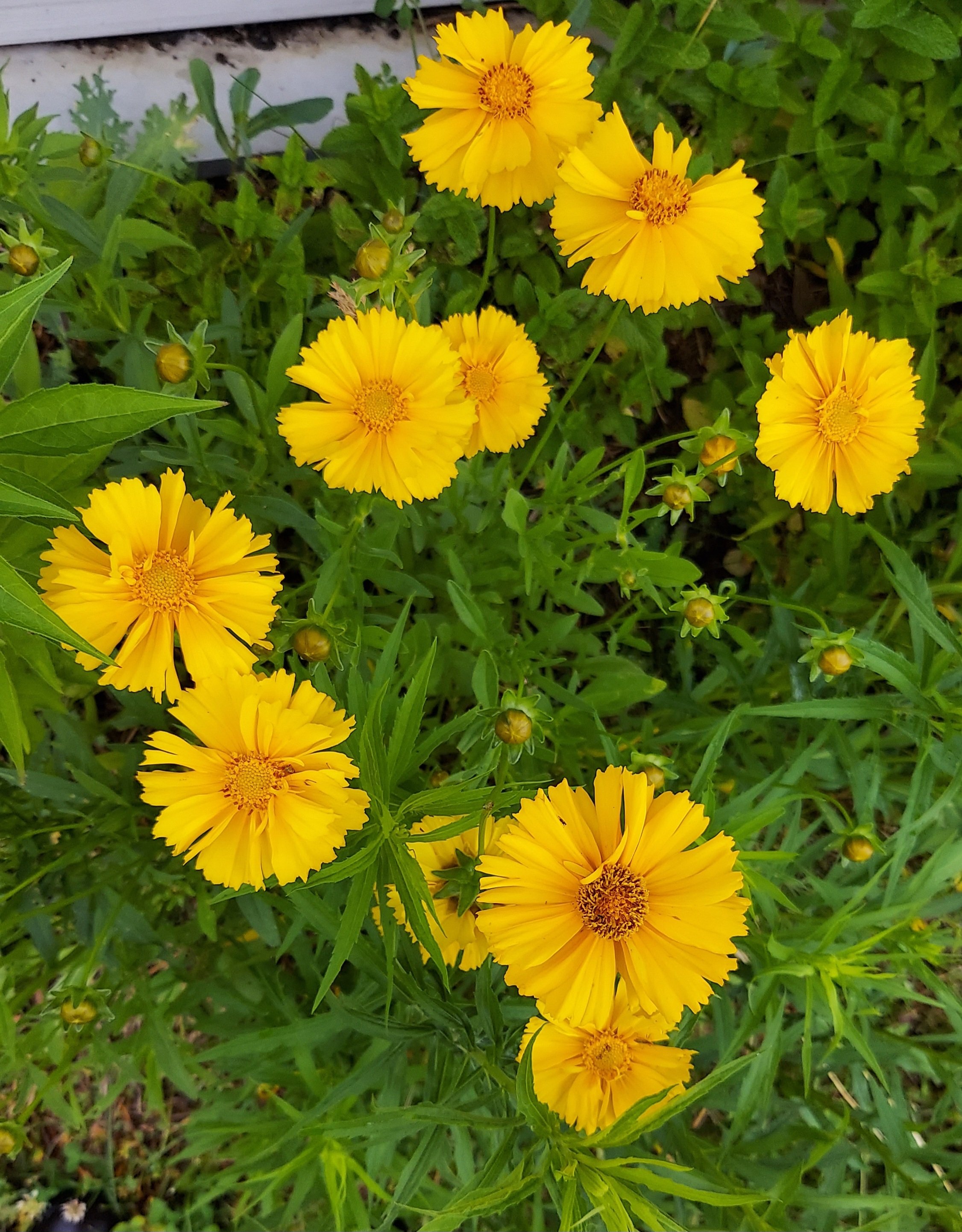 lanceleaf-coreopsis.jpg