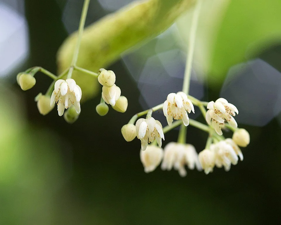 American linden flower cluster, close up