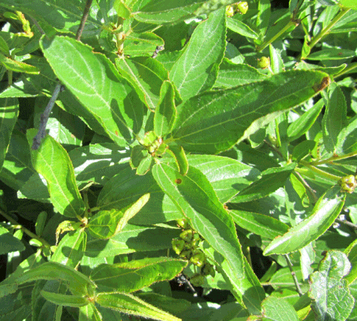 512px-New_Jersey_Tea_(leaves).gif