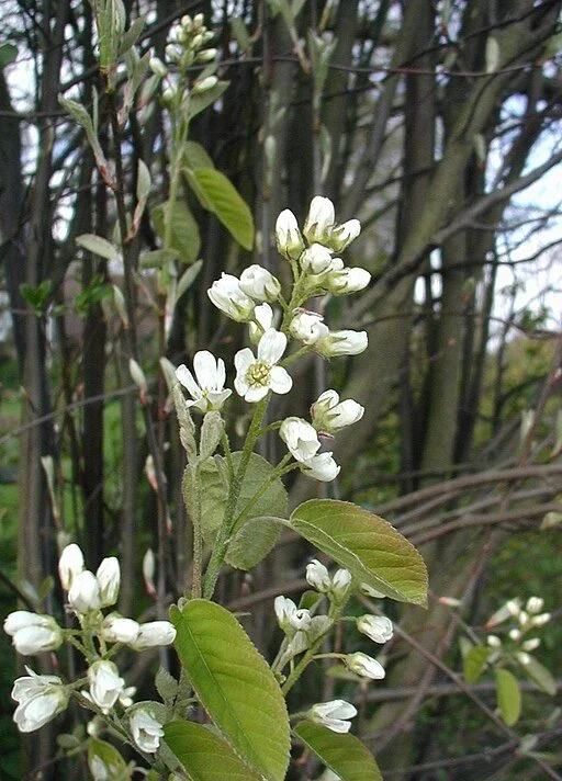 512px-Amelanchier-spicata-flowers.jpg