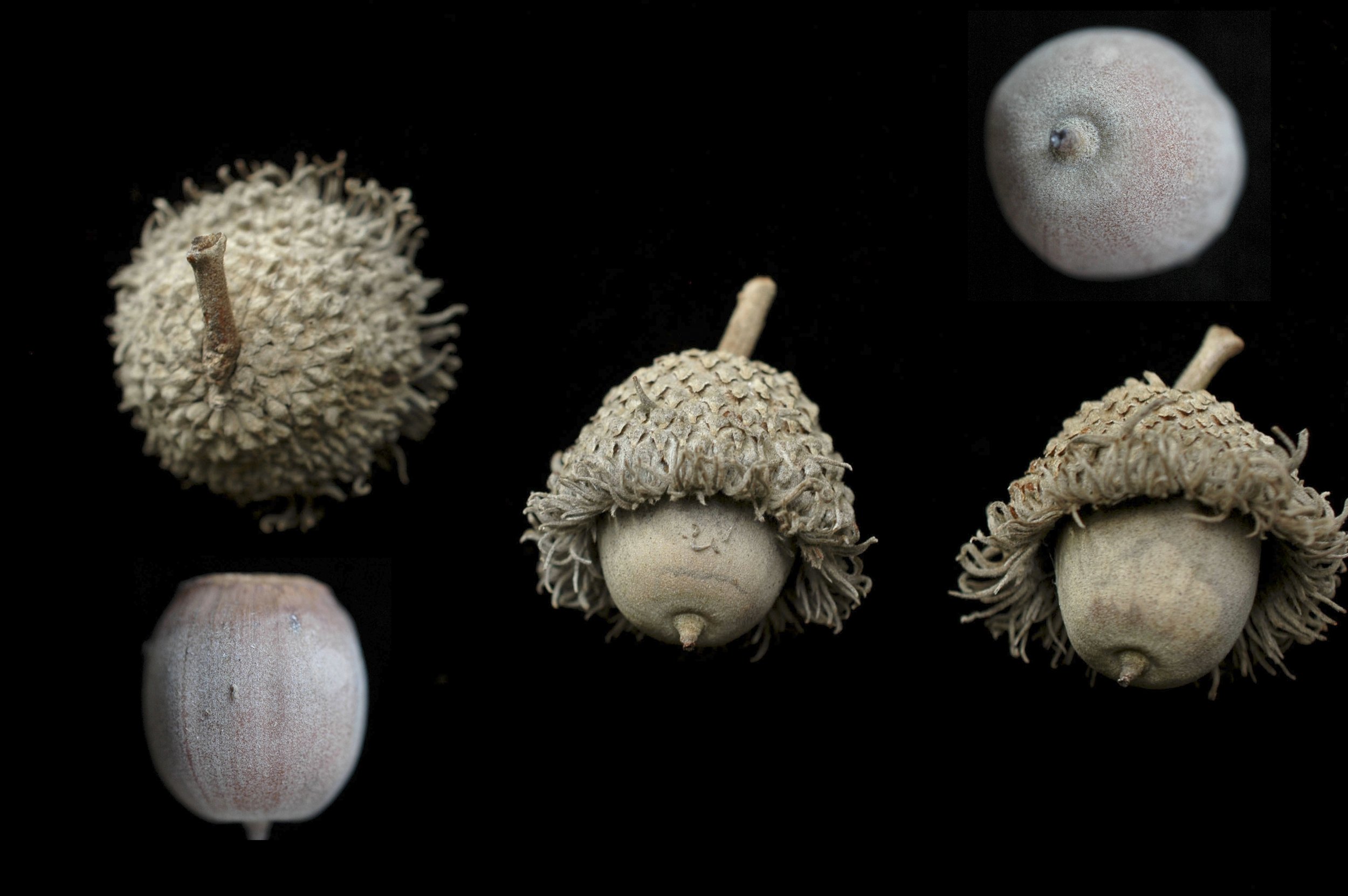 Quercus_macrocarpa-Acorn_R_51_g_edit_(24212435556).jpg