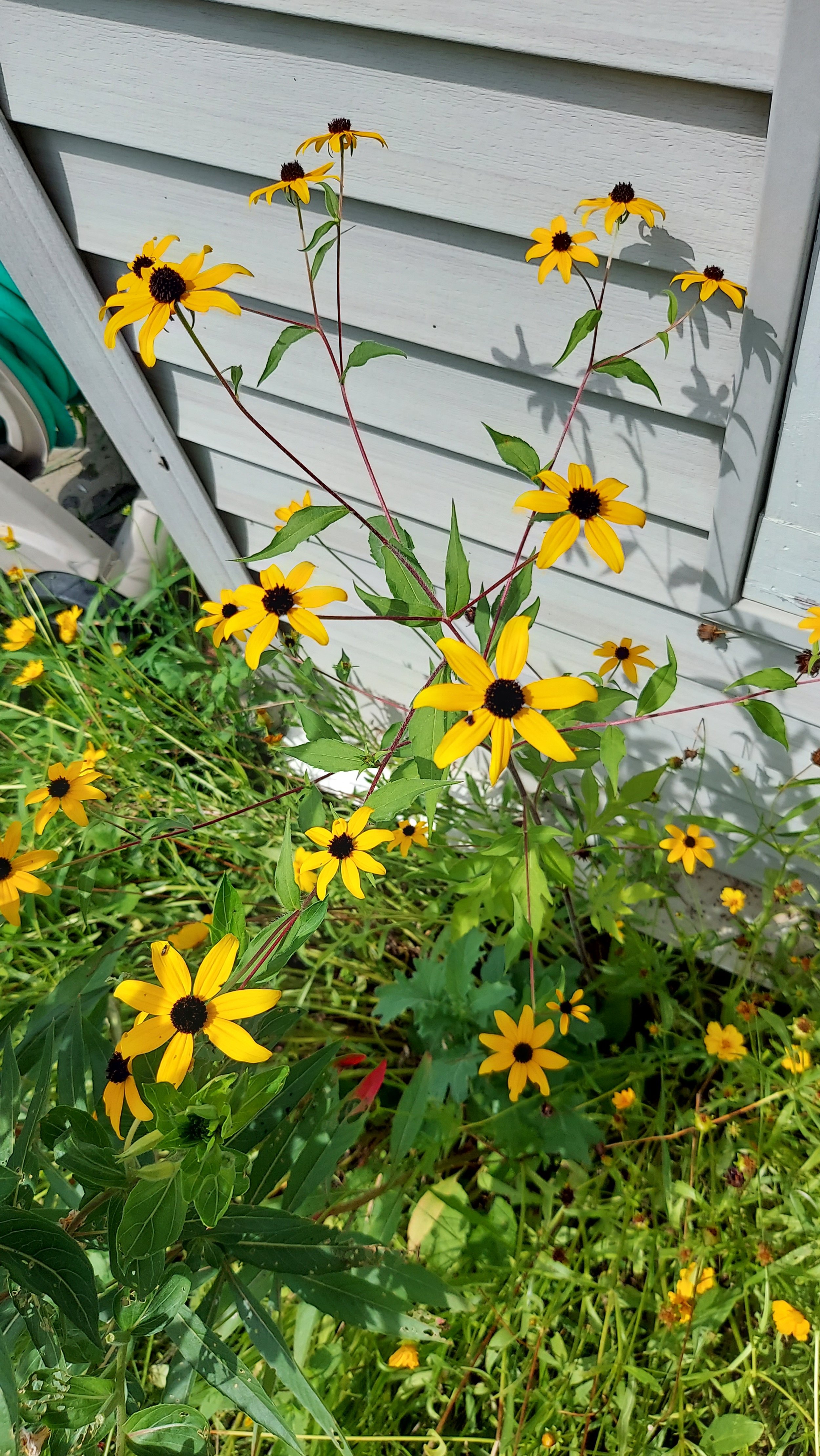 brown-eyed susan.jpg