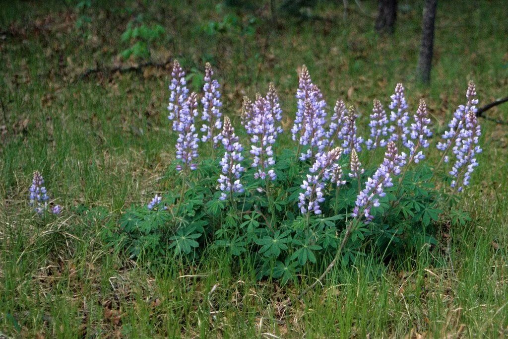 1024px-Lupinus_perennis_1593003.jpg