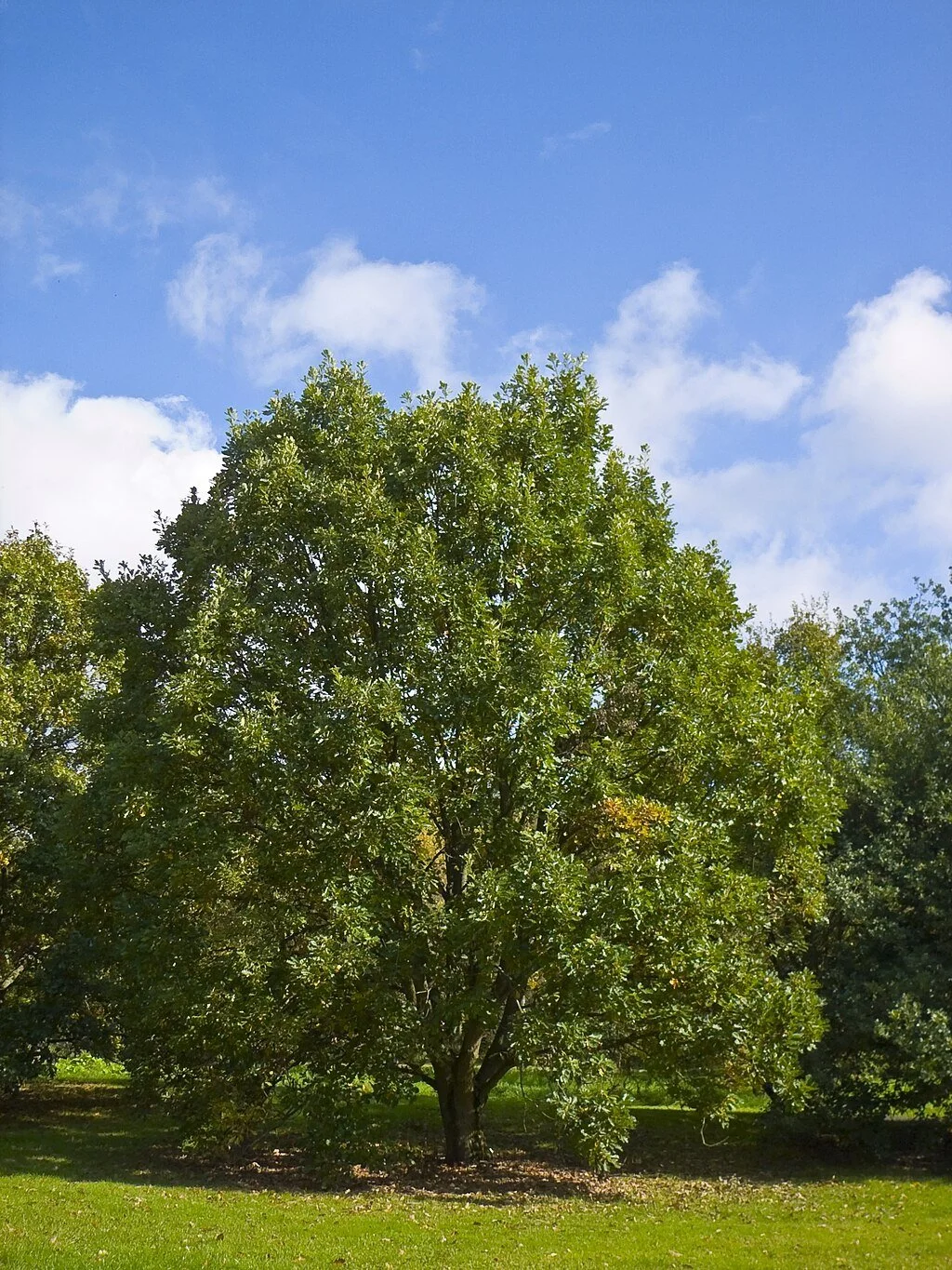 1024px-Quercus_bicolor_001.jpg