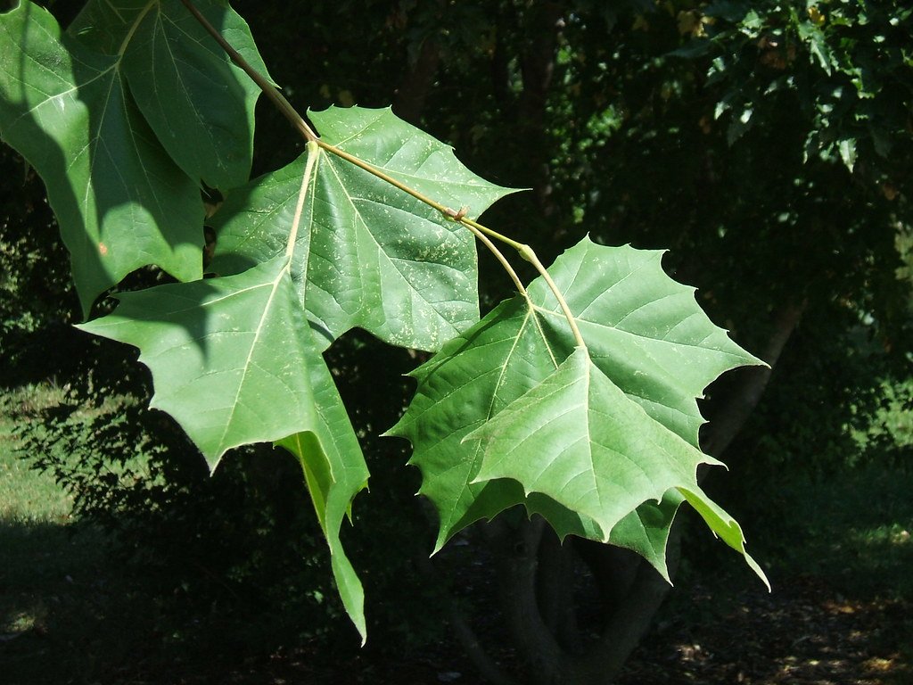 sycamore platanus ocidentalus.jpg