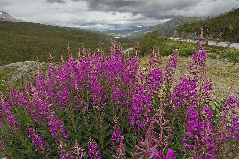 Fireweed | Chamerion angustifolium