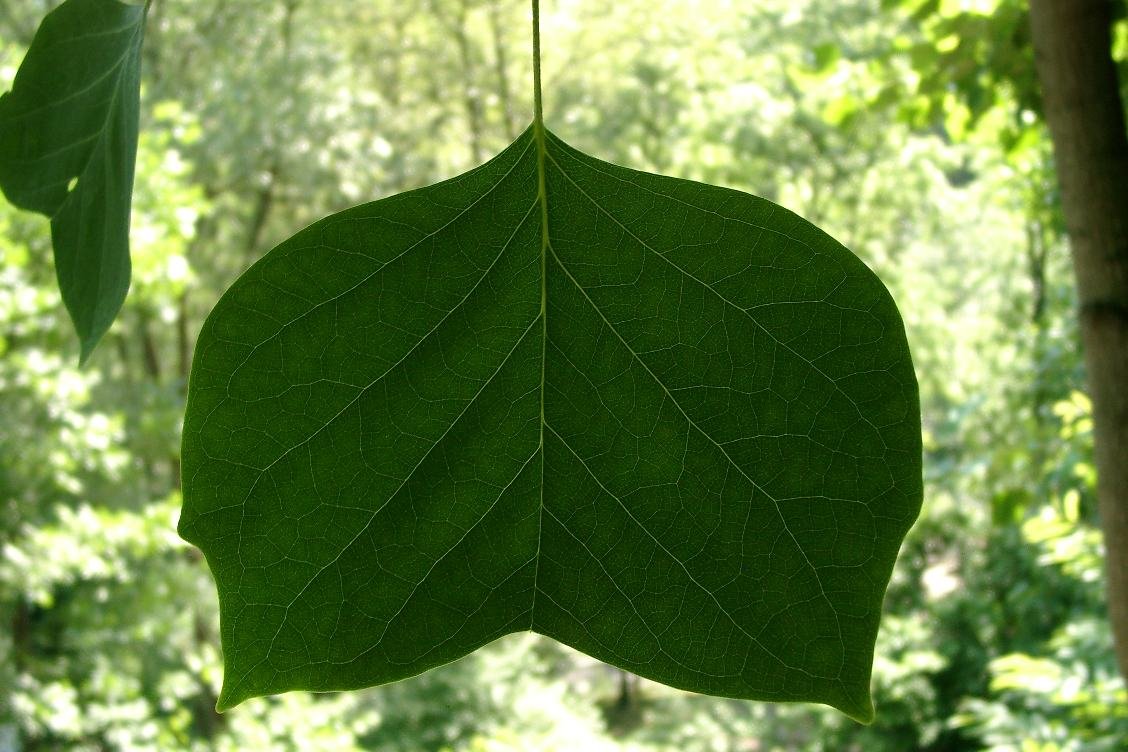 Liriodendron_tulipifera_Integrifolium_leaf_front.jpg
