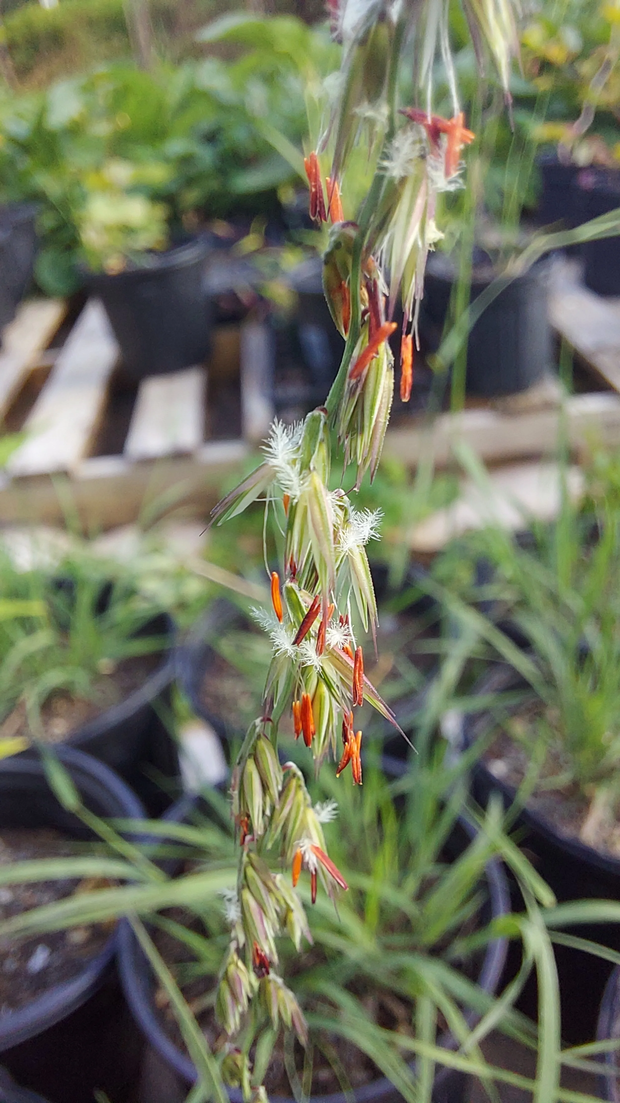 sideoats grama1.jpg