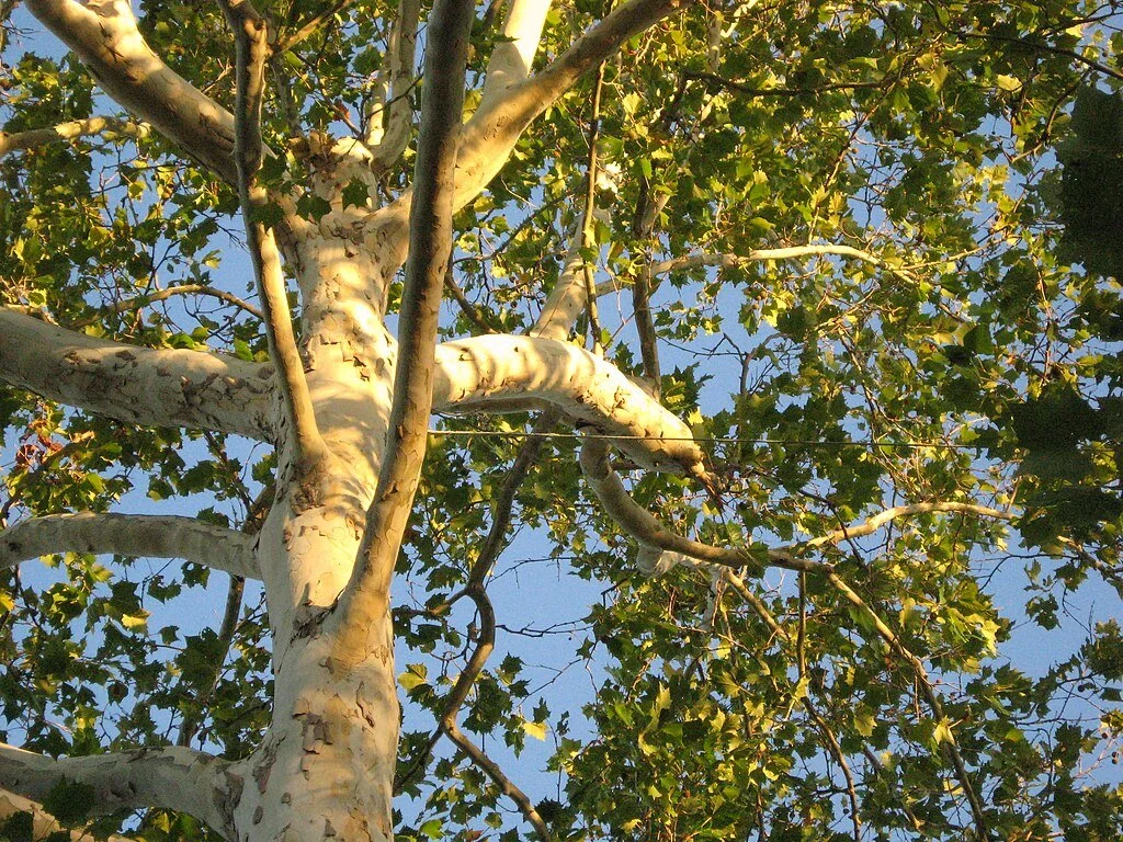 American Sycamore | Platanus occidentalis