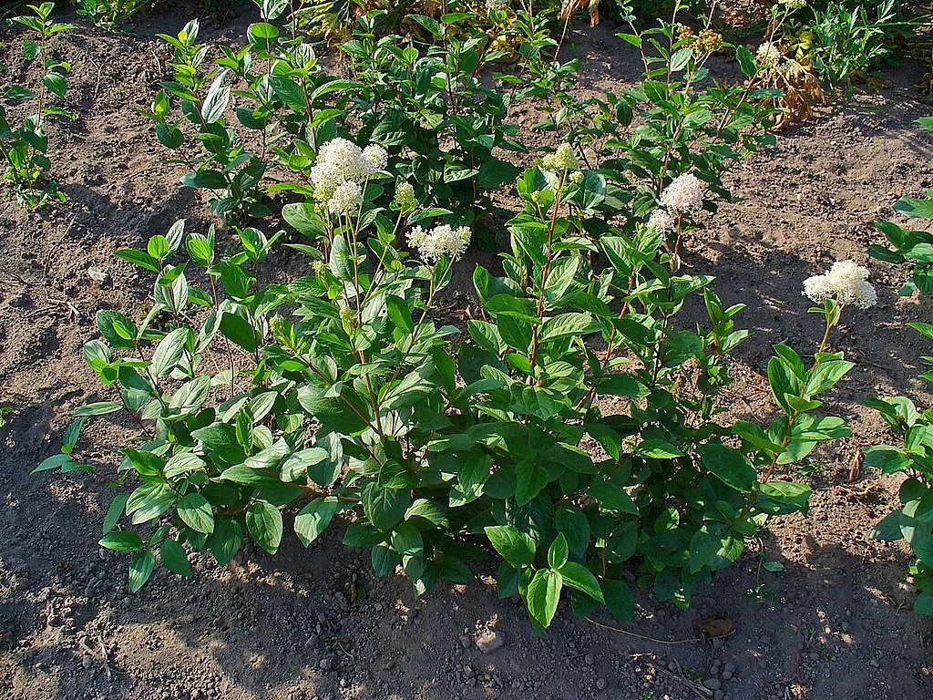 1024px-Ceanothus_americanus_001.jpg