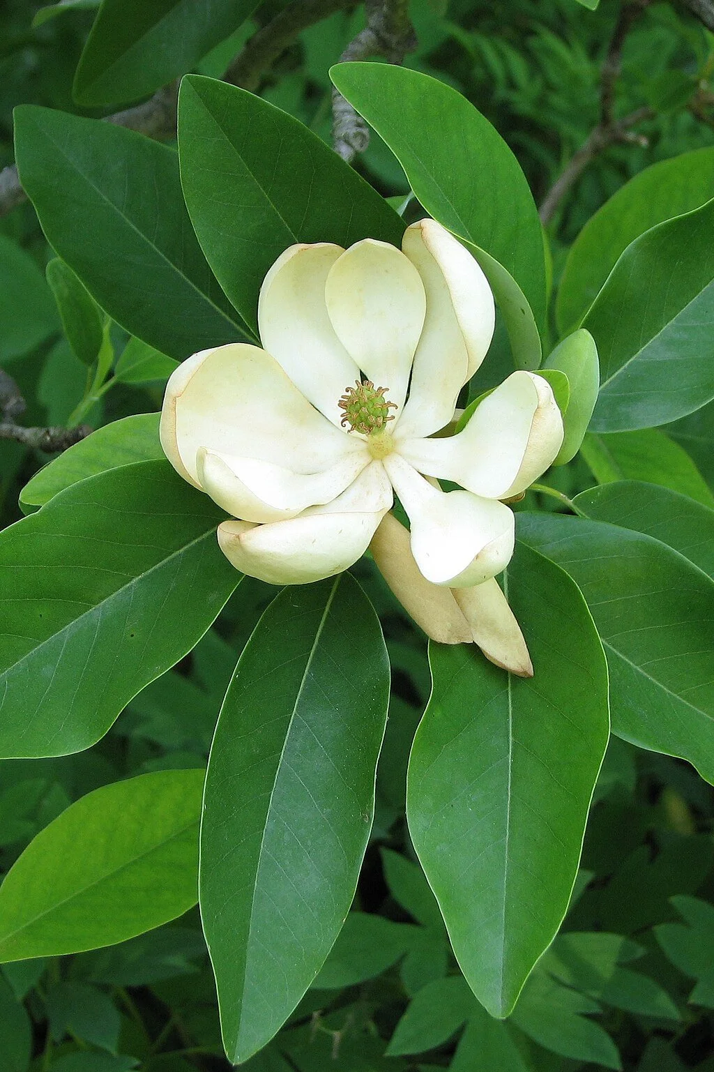1024px-Sweetbay_Magnolia_Magnolia_virginiana_Flower_Closeup_2242px-2.jpg