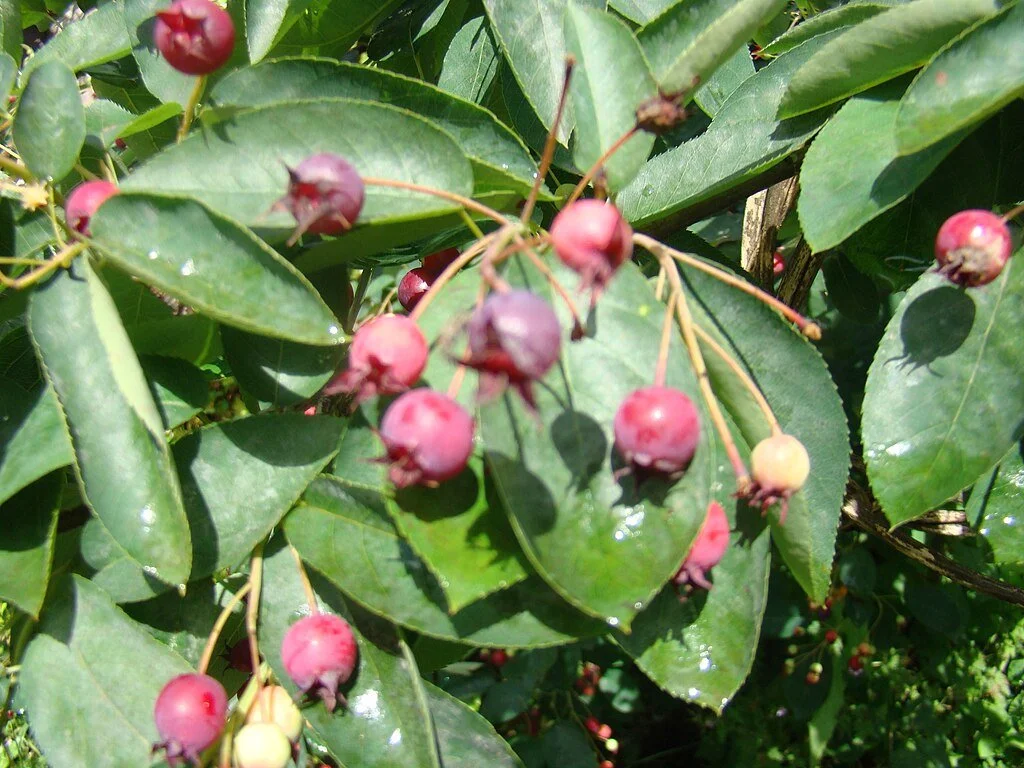 1024px-Amelanchier-canadensis-fruit.jpg