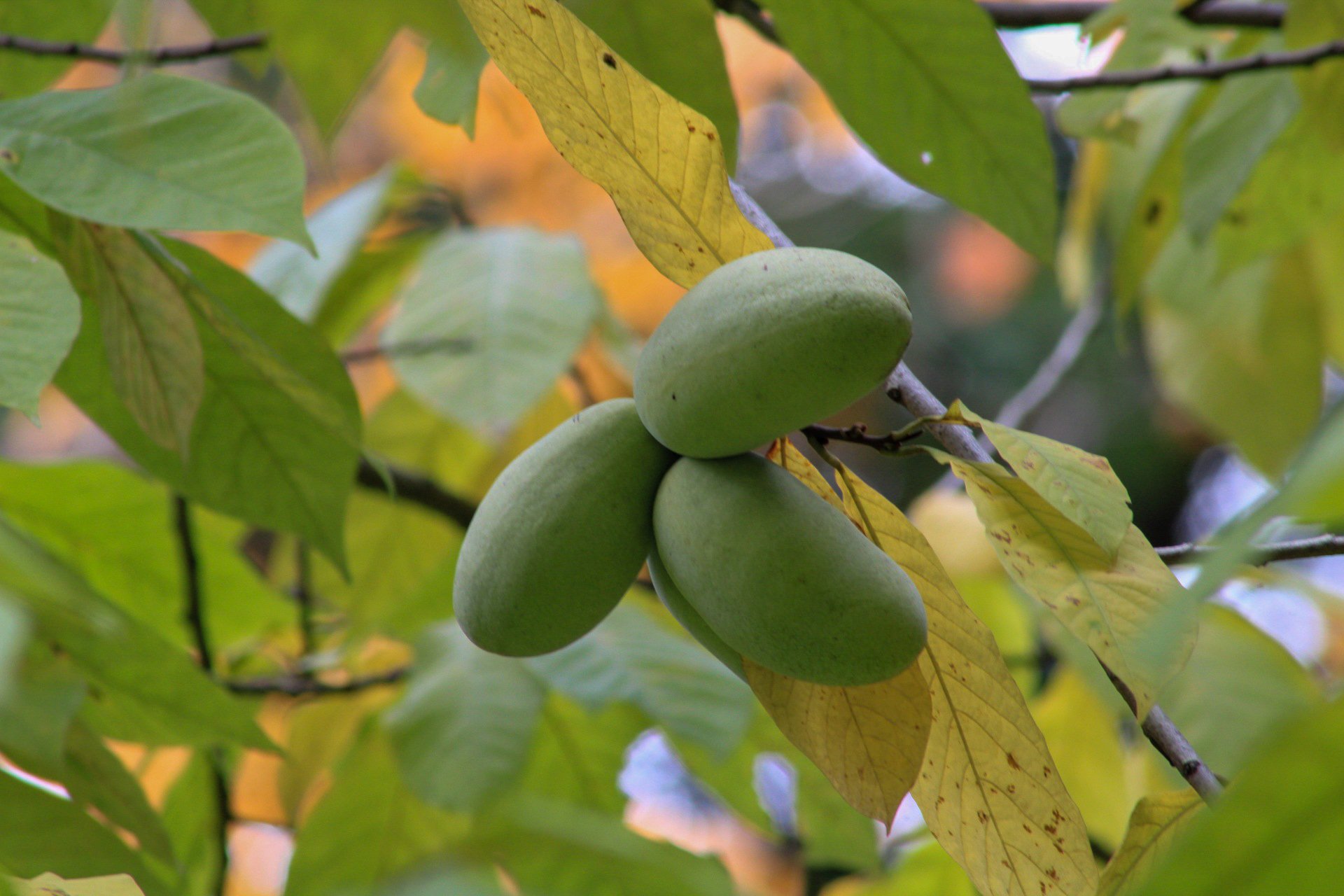 pawpaw fruit.jpg