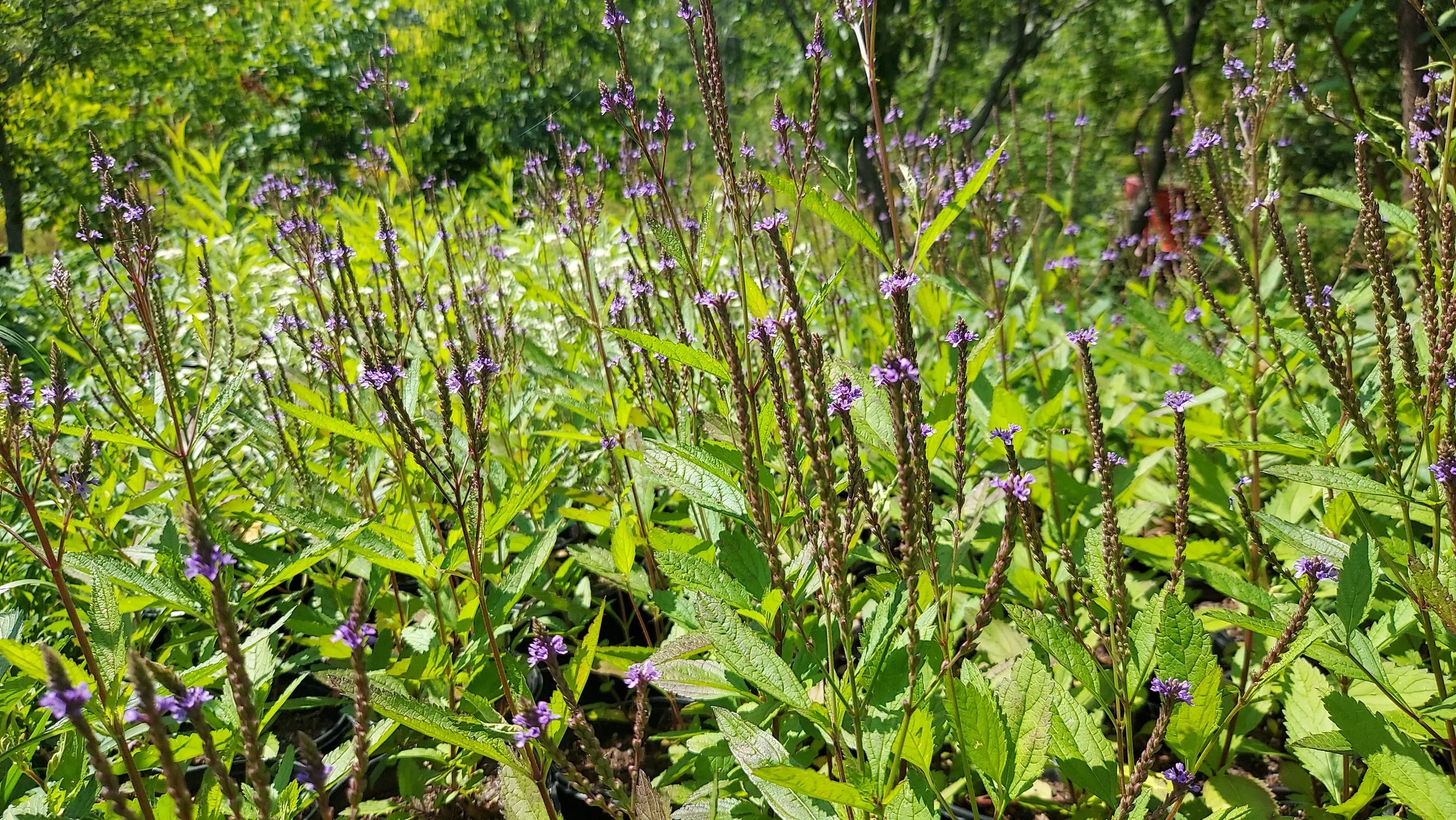 verbena hastata1.jpg