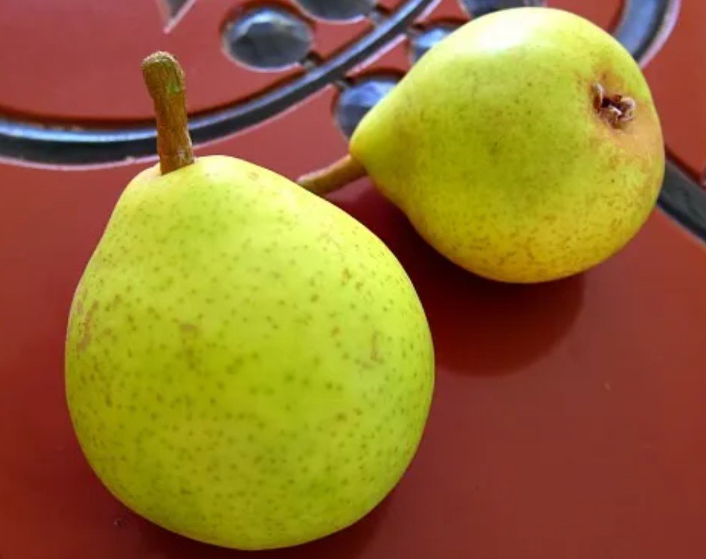 comtesse clara frijs pear.jpg