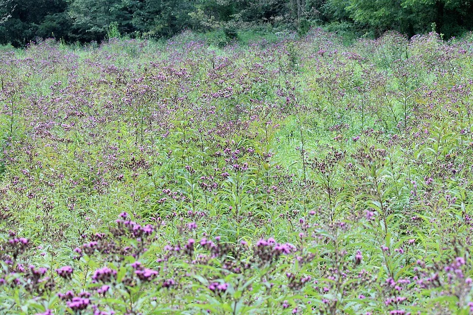 960px-New_York_Ironweed.jpg