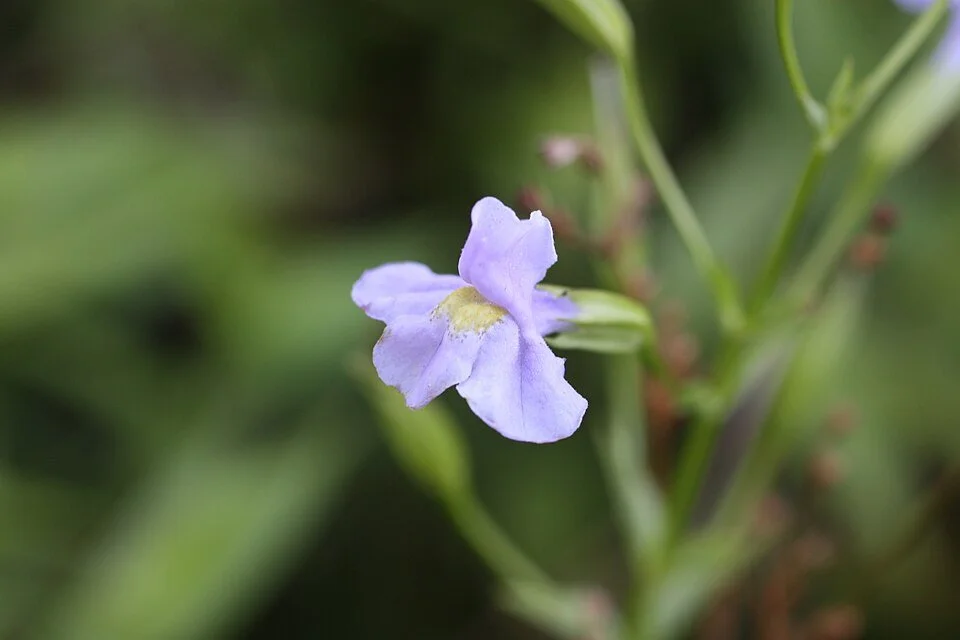 960px-Monkey_flower_brdgwtr_20080803_3047.jpg