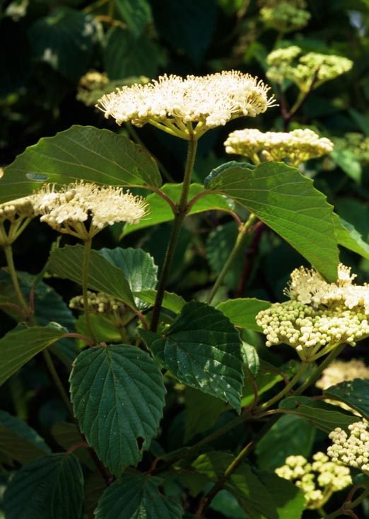 Arrowwood | Viburnum dentatum