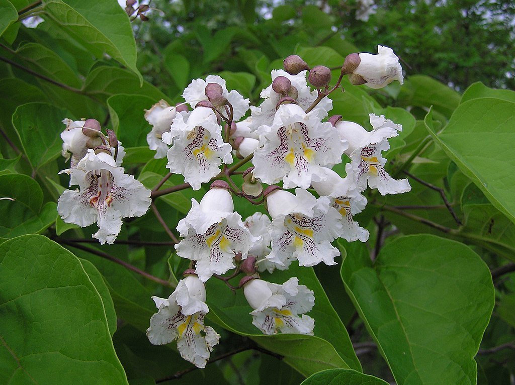 1024px-Catalpa_bignonioides_inflorescence.jpg