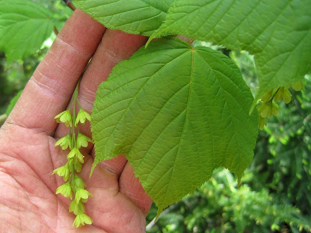 1024px-Acer_pensylvanicum_5444744.jpg