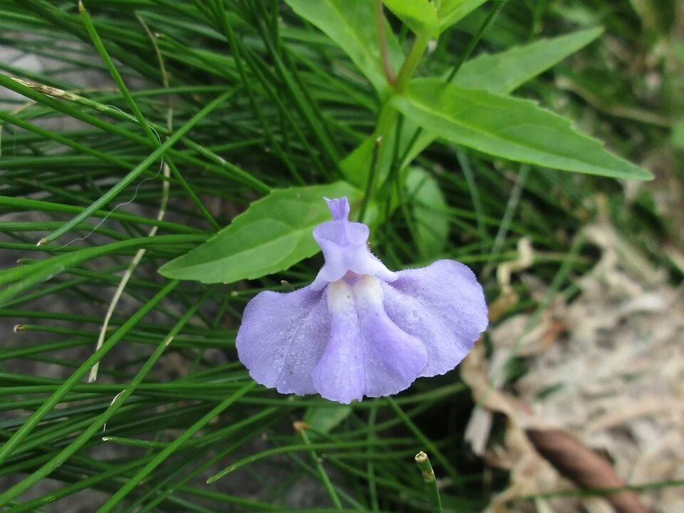 Allegheney Monkey Flower | Mimulus ringens
