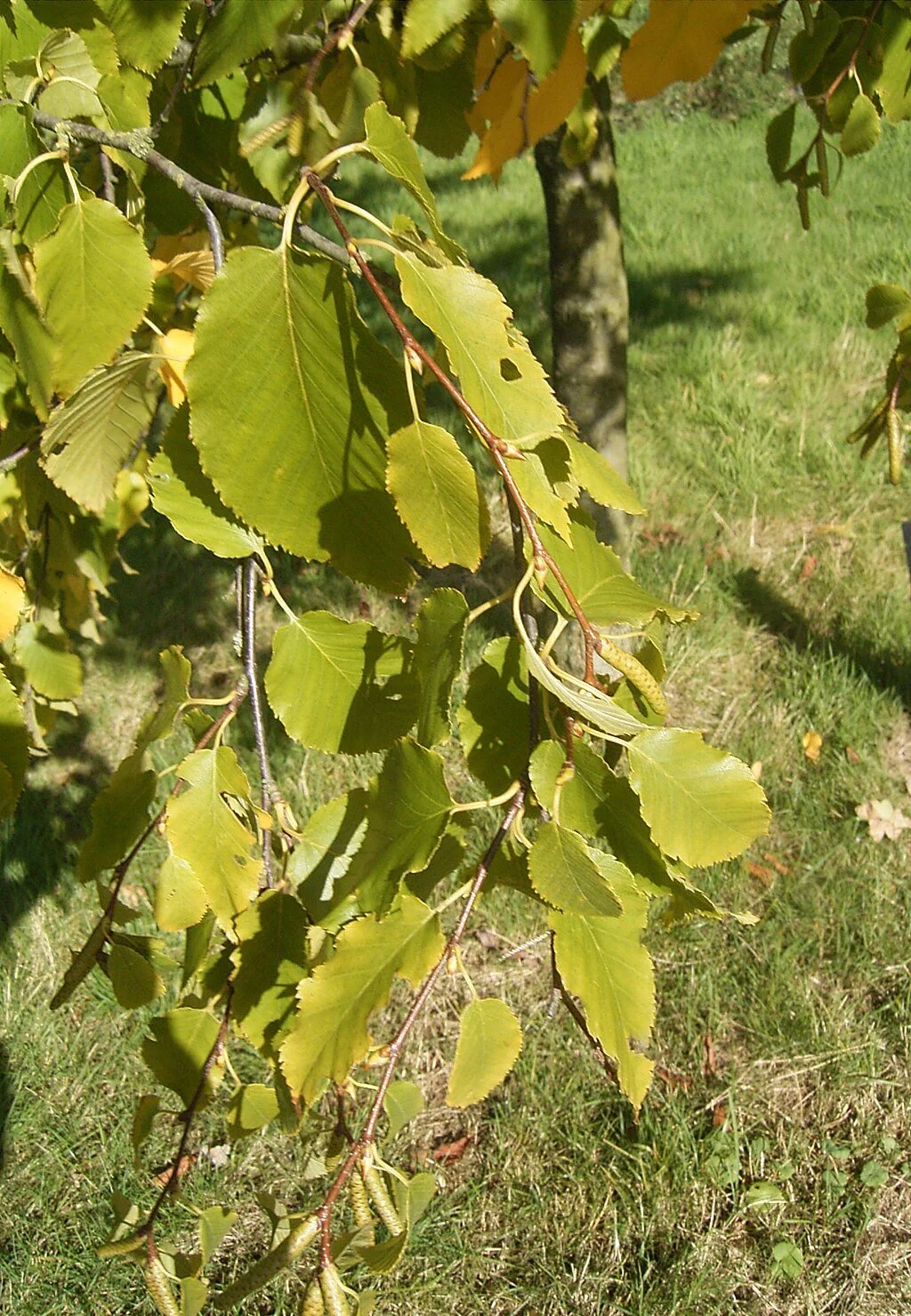 1024px-Betula_lenta_subsps_lenta_01-10-2005_14.53.56.jpg