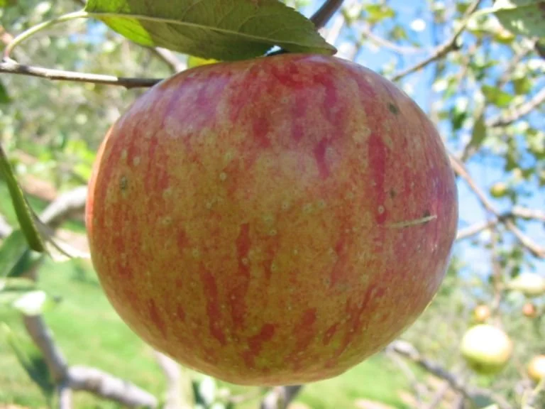 20 oz Apple Tree