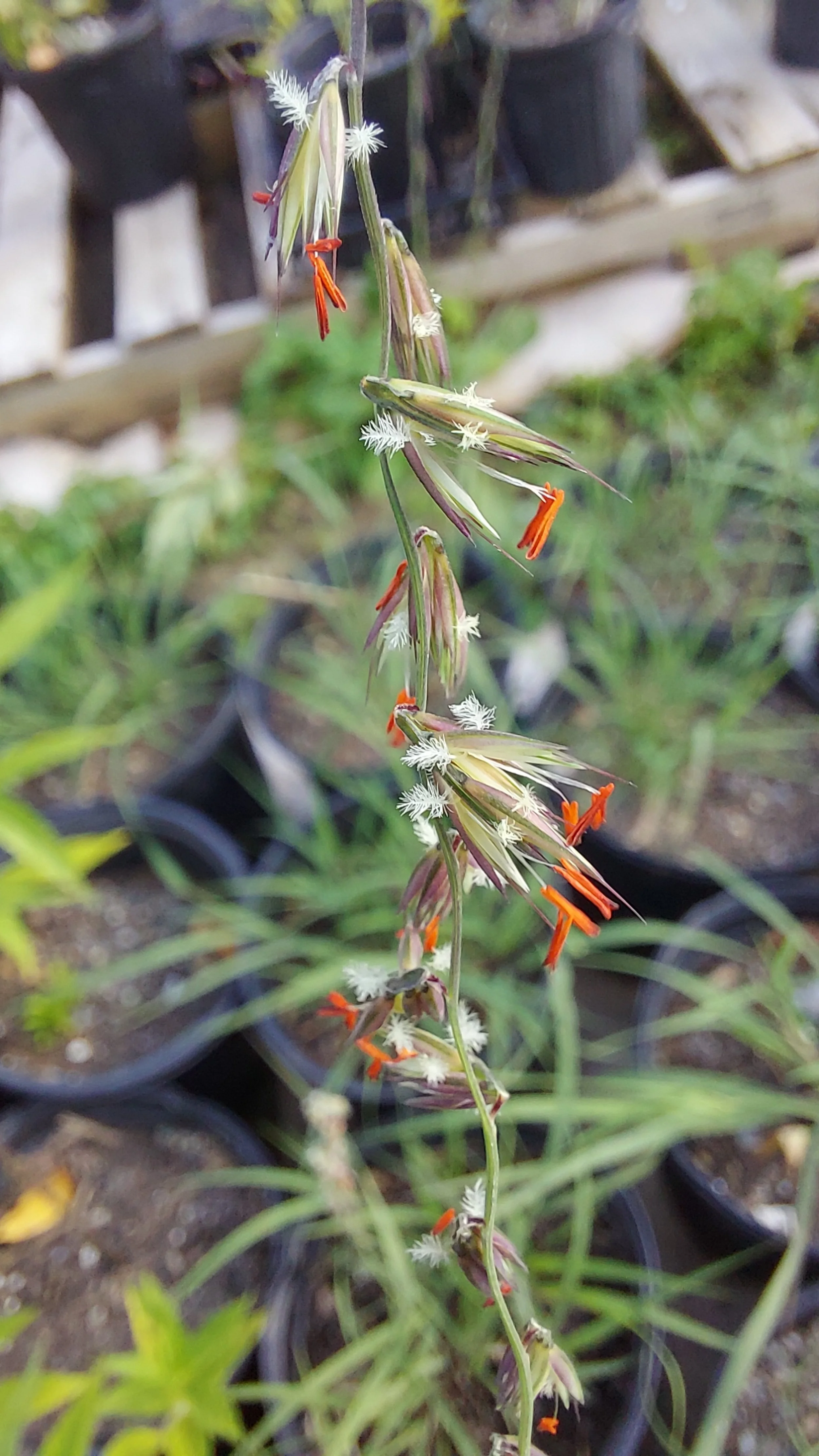 sideoats grama2.jpg