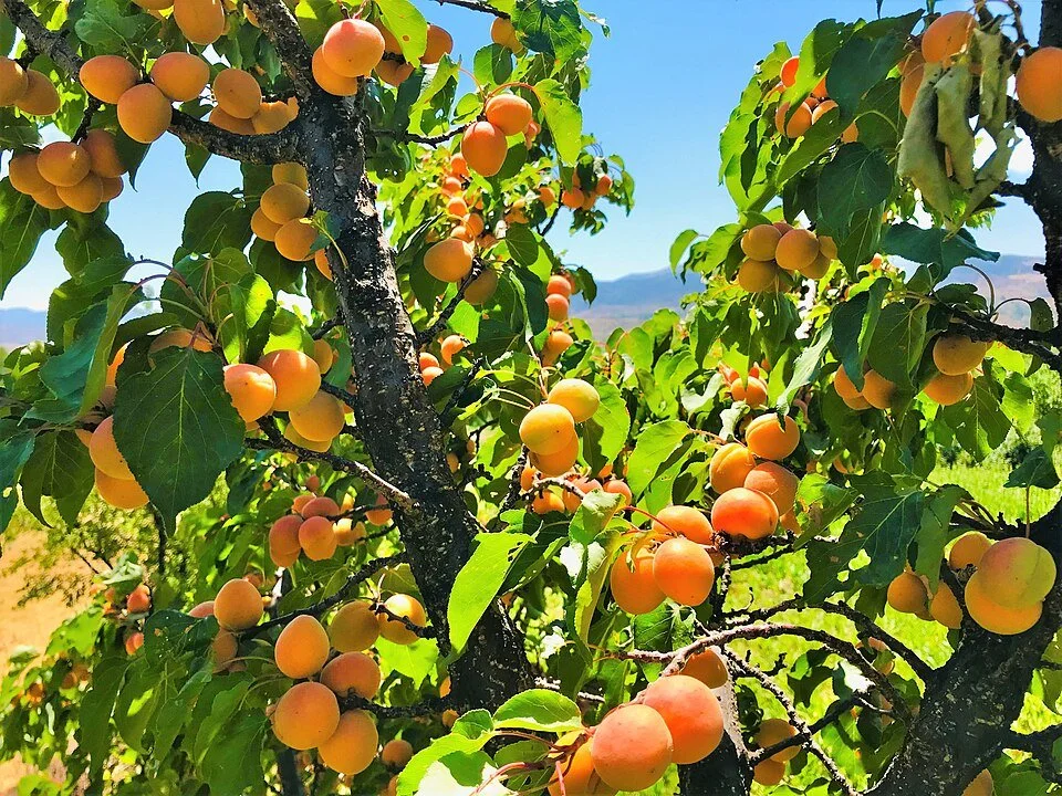 OrangeRed Apricot