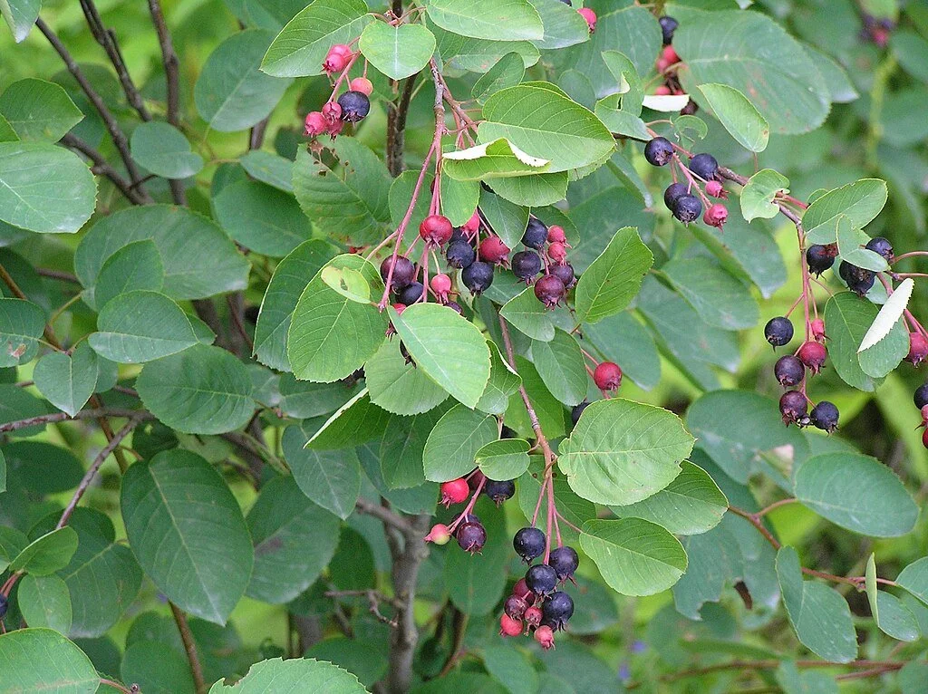 1024px-Amelanchier_spicata_tähk-toompihlakas_01_estonia.jpg