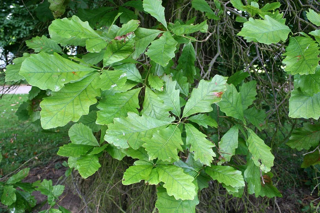 1024px-Quercus_bicolor_JPG1L.jpg