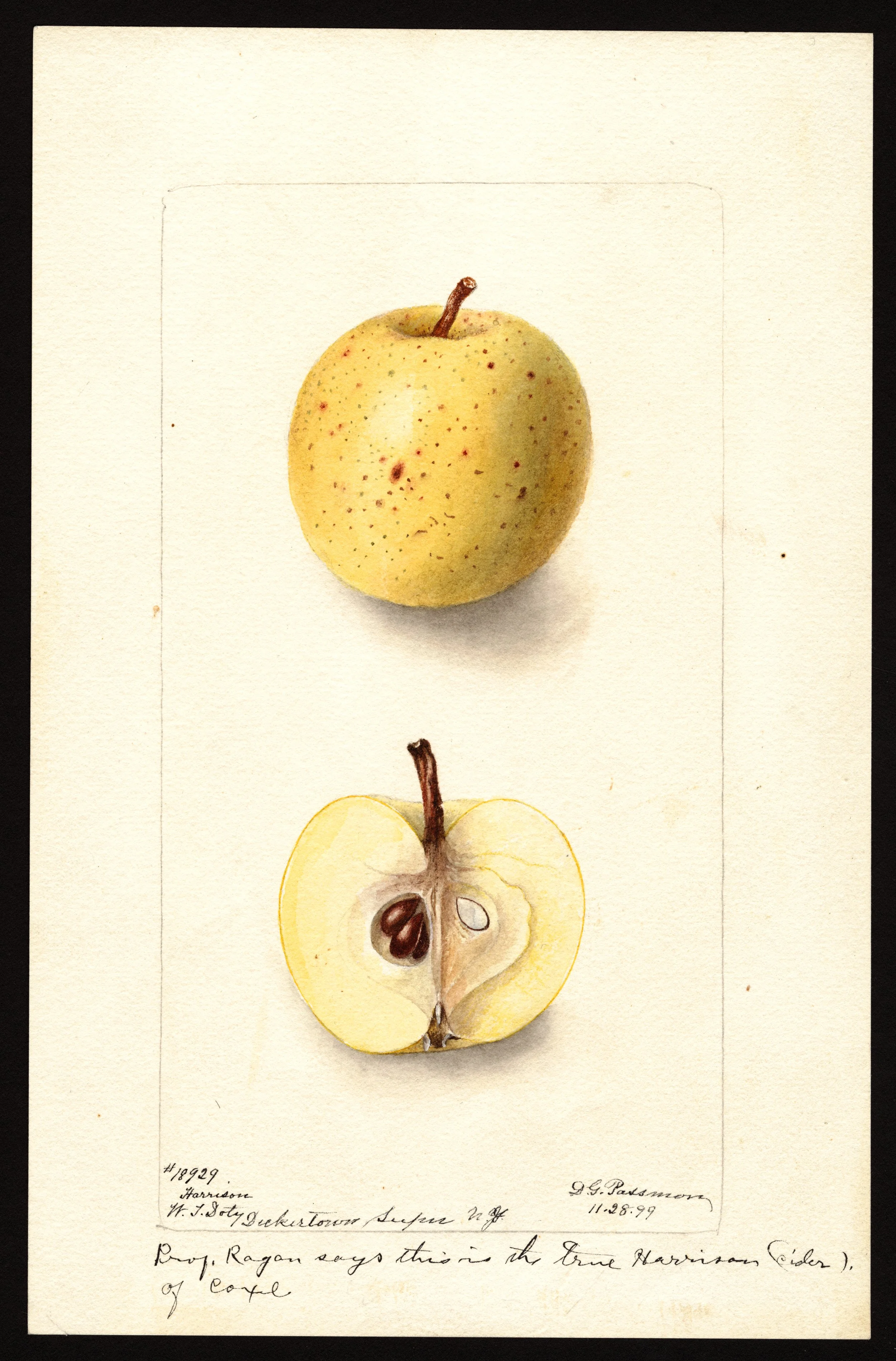 Detailed watercolor of Harrison apple, top shows the full apple, and the bottom shows the cross section; yellow apple with small brown russeting spots and white flesh