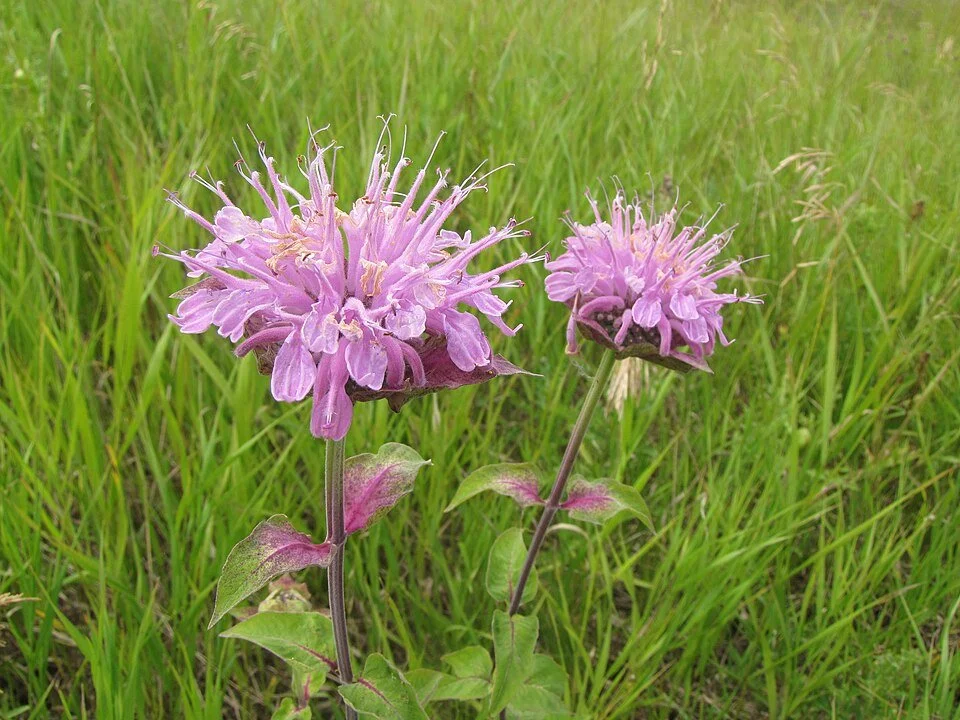960px-Monarda_fistulosa_-_Wild_Bergamot_(12775811995).jpg