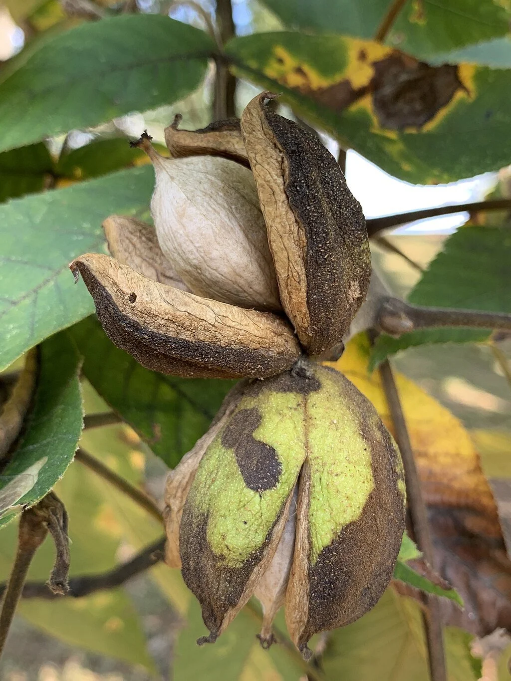 1024px-Carya_ovata—nut_with_four-valved_husk.jpg