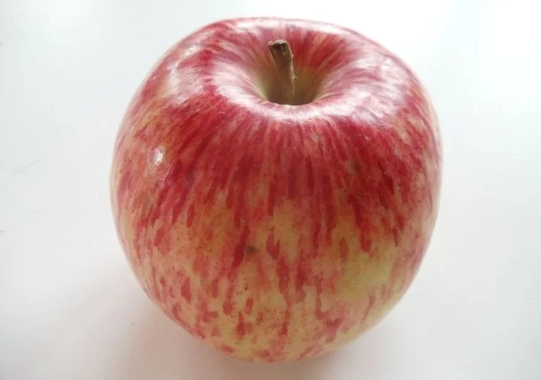 Duchess of Oldenburg Apple Tree